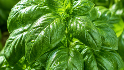 Comment cultiver la star des aromatiques : Le basilic.