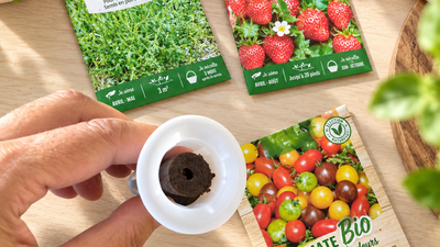 Germination en hydroponie : comment bien faire germer ses graines ?