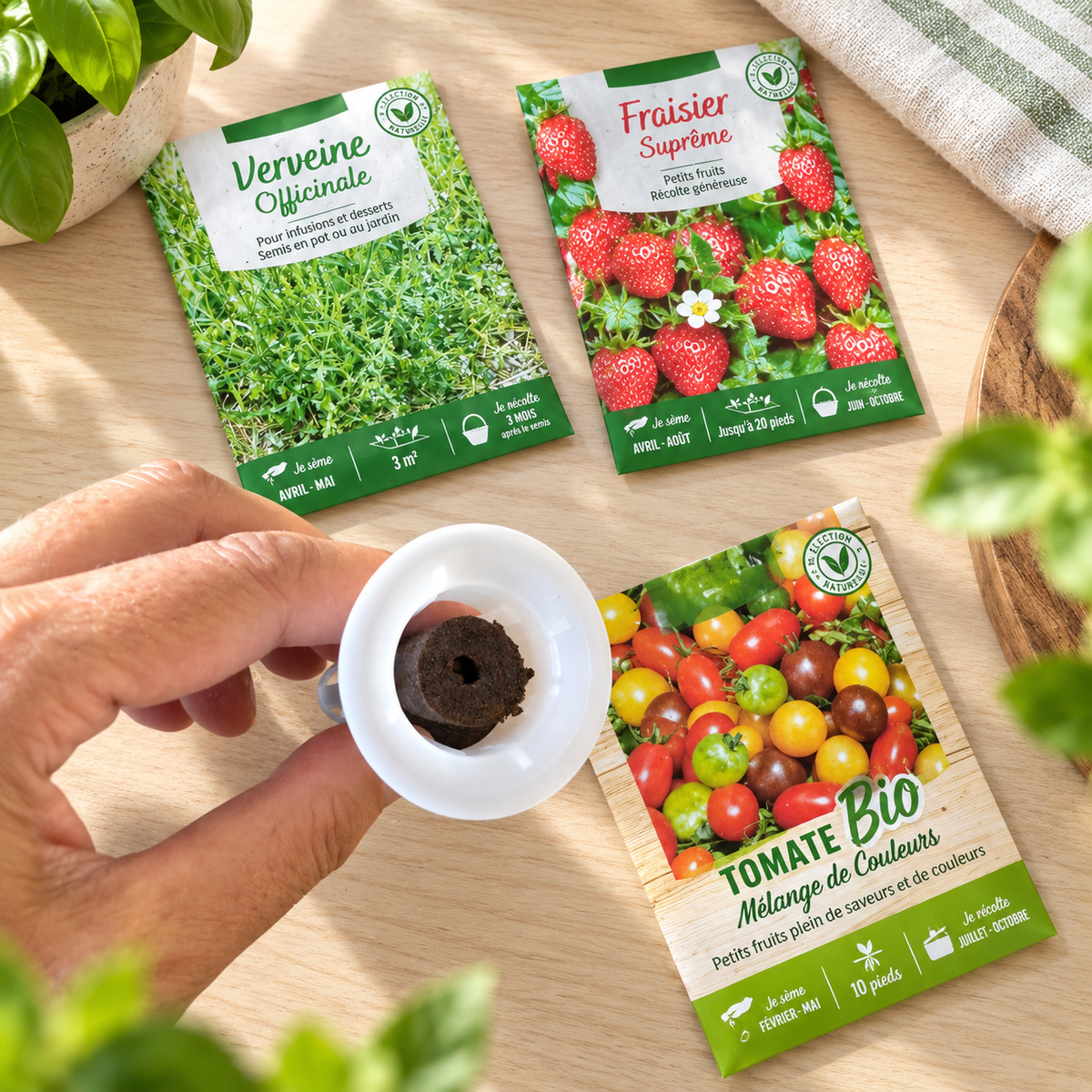 Germination en hydroponie : comment bien faire germer ses graines ?