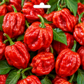 Graines de piment Trinidad Moruga Scorpion