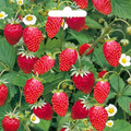 Graines de fraises des bois Rujana