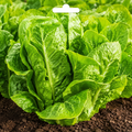 Graines de laitue romaine Parris Island Cos