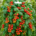Graines de tomate cerise Balkonzauber